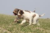 LAGOTTO 106